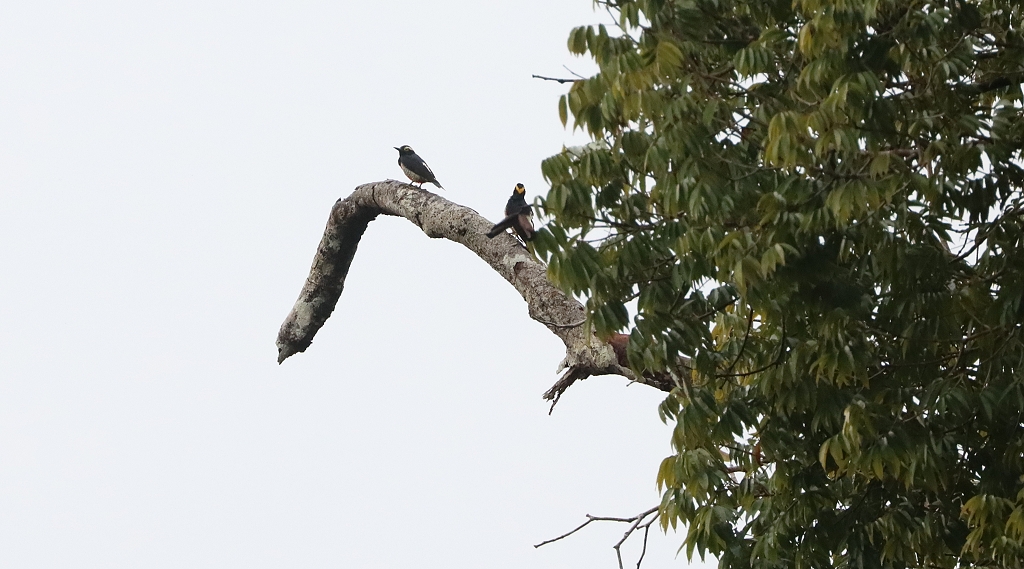 Gelbbrauenspecht-Pärchen&nbsp;(Yellow-tufted Woodpecker, Melanerpes cruentatus)