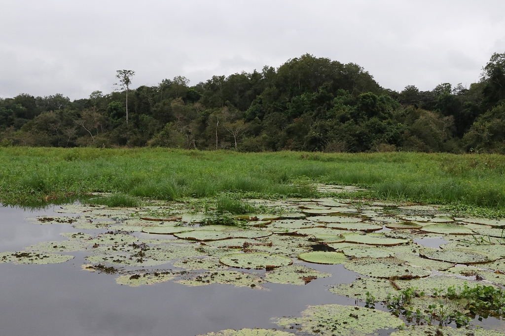 Wasserlilien im Amazonas