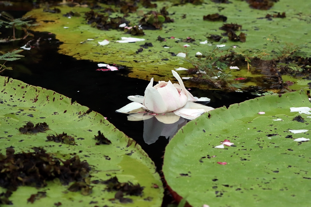 Wasserlilien im Amazonas