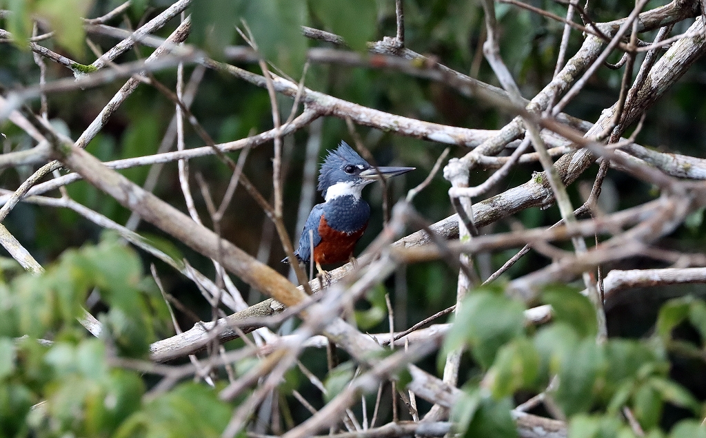 Rotbrustfischer (Ringed kingfisher, Megaceryle torquata)