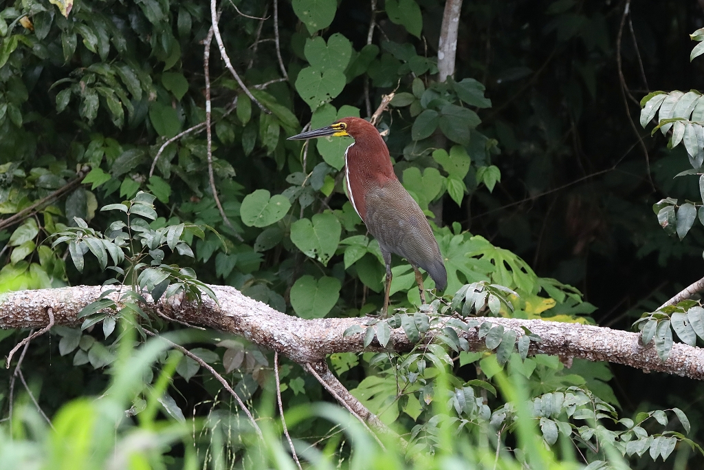 Marmorreiher (Rufescent tiger-heron, Tigrisoma lineatum)