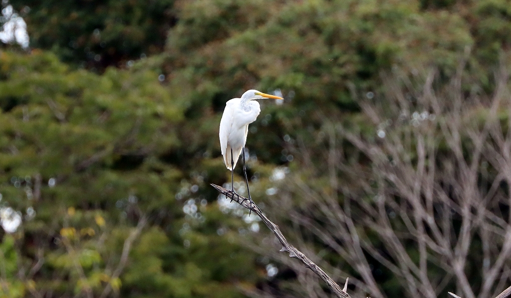 Silberreiher (Great egret, Ardea alba)