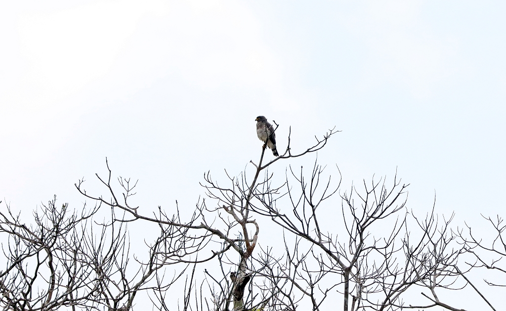 Wegebussard (Roadside hawk, Rupornis magnirostris)