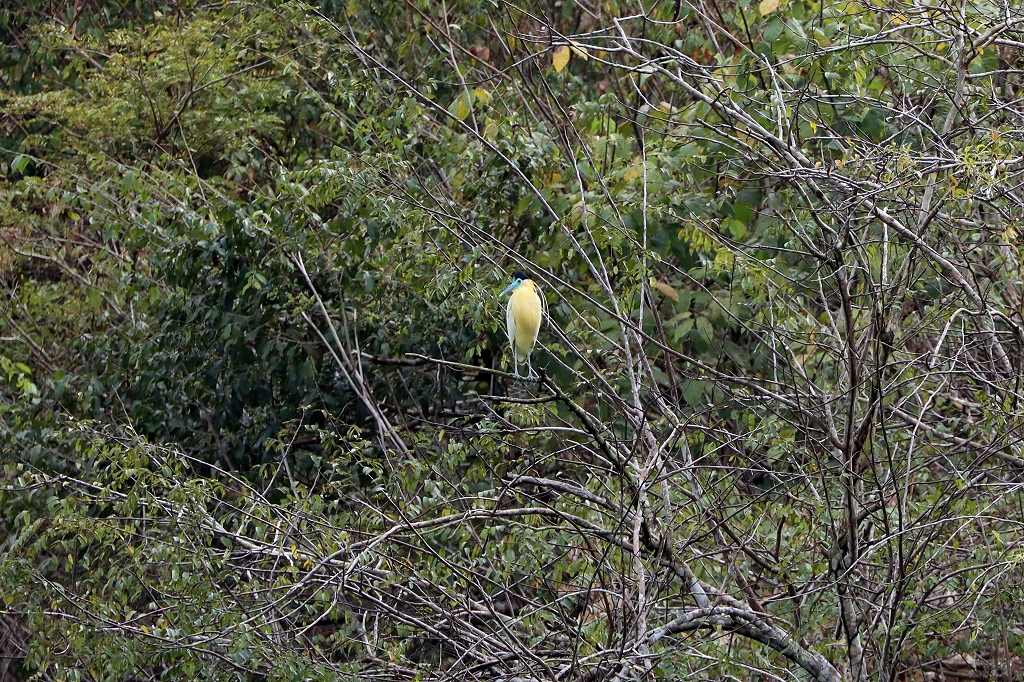 Kappenreiher (Capped heron, Pilherodius pileatus)