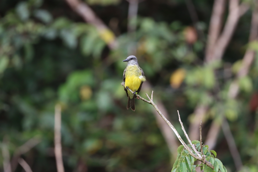Trauertyrann (Tropical kingbird, Tyrannus melancholicus)