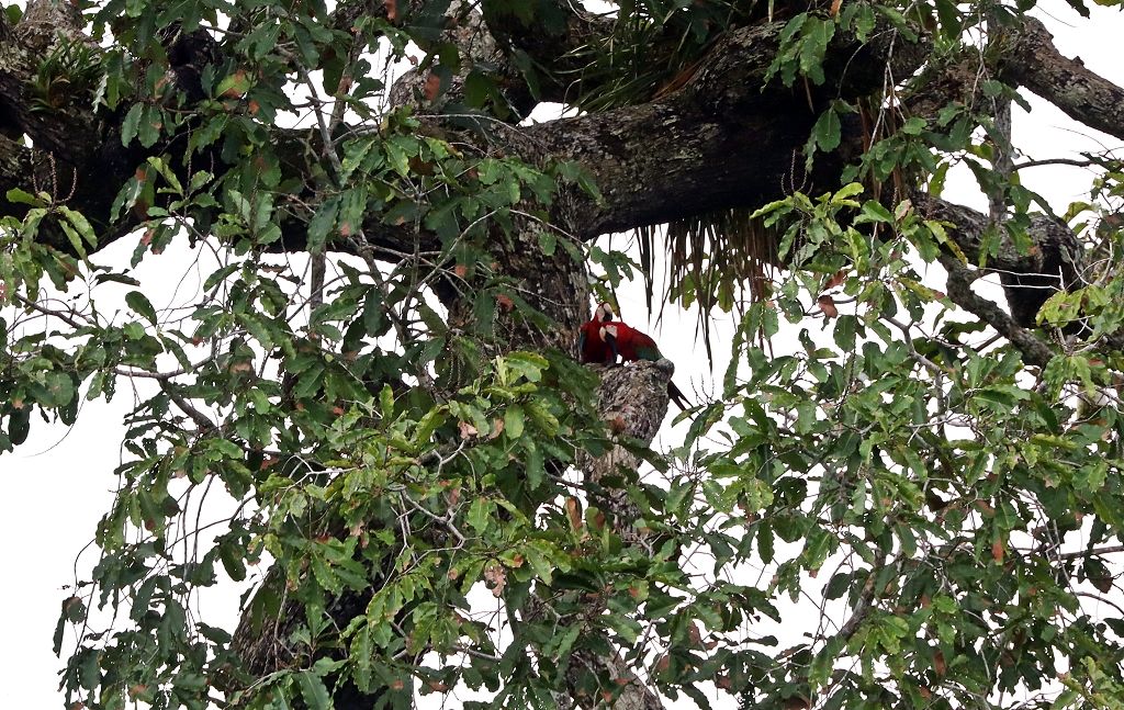 Grünflügelaras (oder dunkelrote Aras; Red-and-green macaw or green-winged macaw, Ara chloropterus)