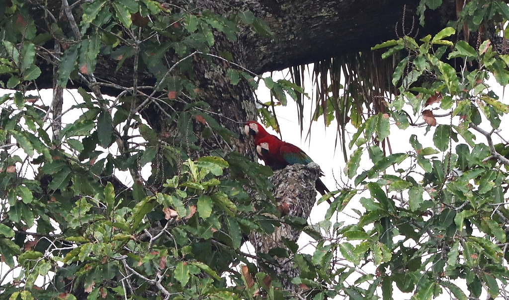Grünflügelaras (oder dunkelrote Aras; Red-and-green macaw or green-winged macaw, Ara chloropterus)