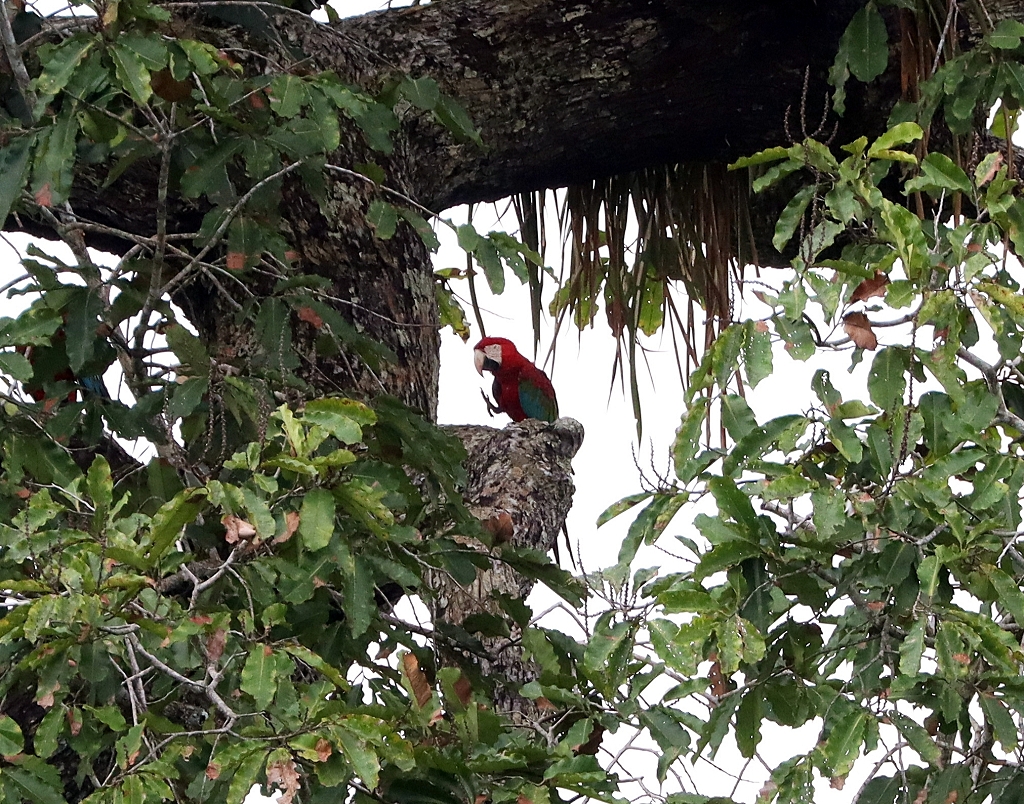 Grünflügelaras (oder dunkelrote Aras; Red-and-green macaw or green-winged macaw, Ara chloropterus)