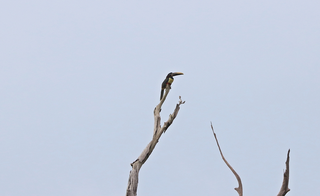 Braunohrarassari (Chestnut-eared aracari, Pteroglossus castanotis)