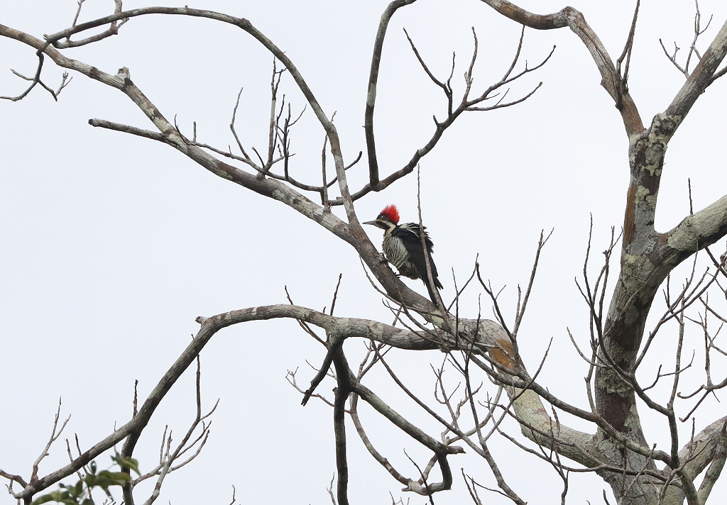 Linienspecht (Lineated woodpecker, Dryocopus lineatus)