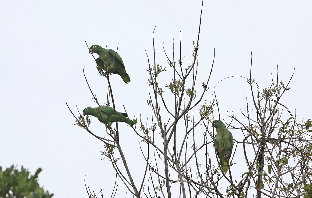 Mülleramazonen (Mealy amazon or Mealy parrot, Amazona farinosa)