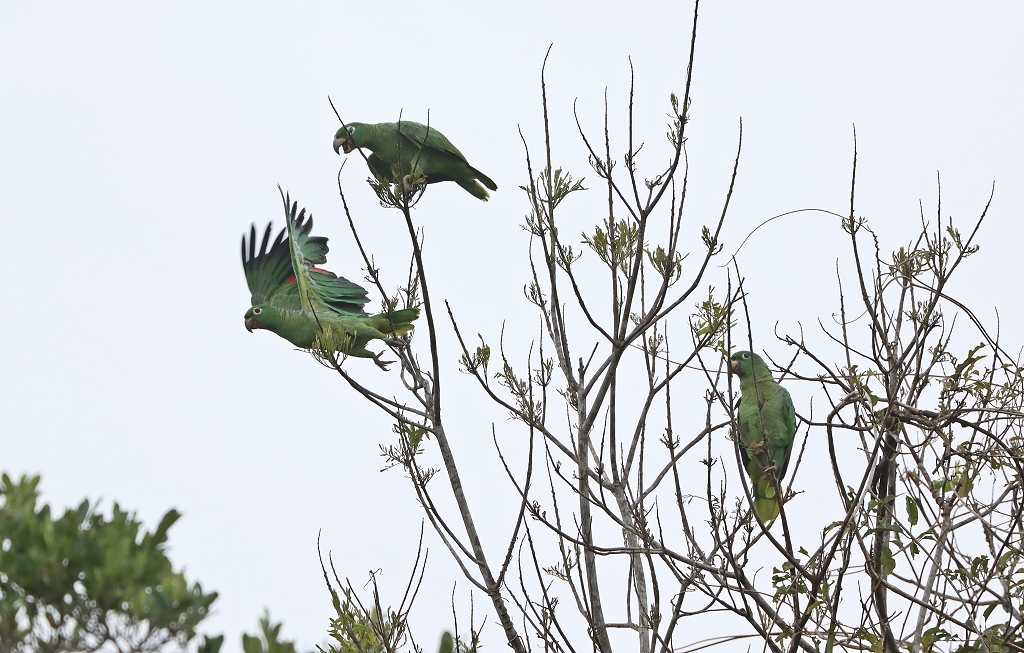 Mülleramazonen (Mealy amazon or Mealy parrot, Amazona farinosa)