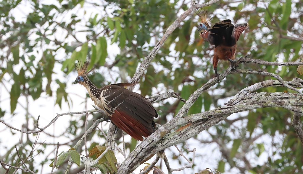 Hoatzin (hoatzin, Opisthocomus hoazin)