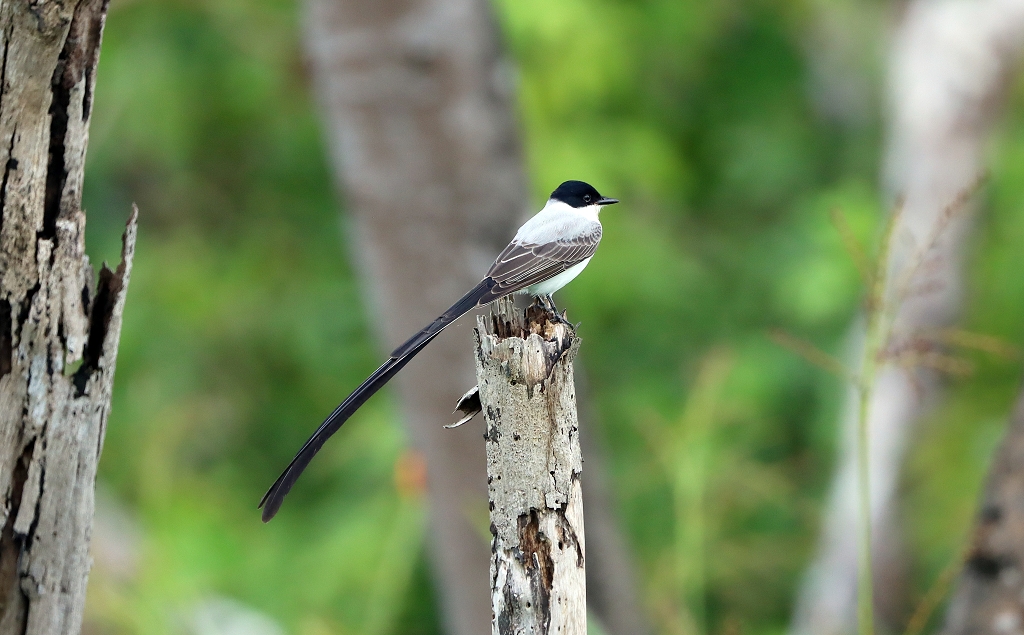 Gabelschwanz-Königstyrann (Fork-tailed flycatcher, Tyrannus savana)