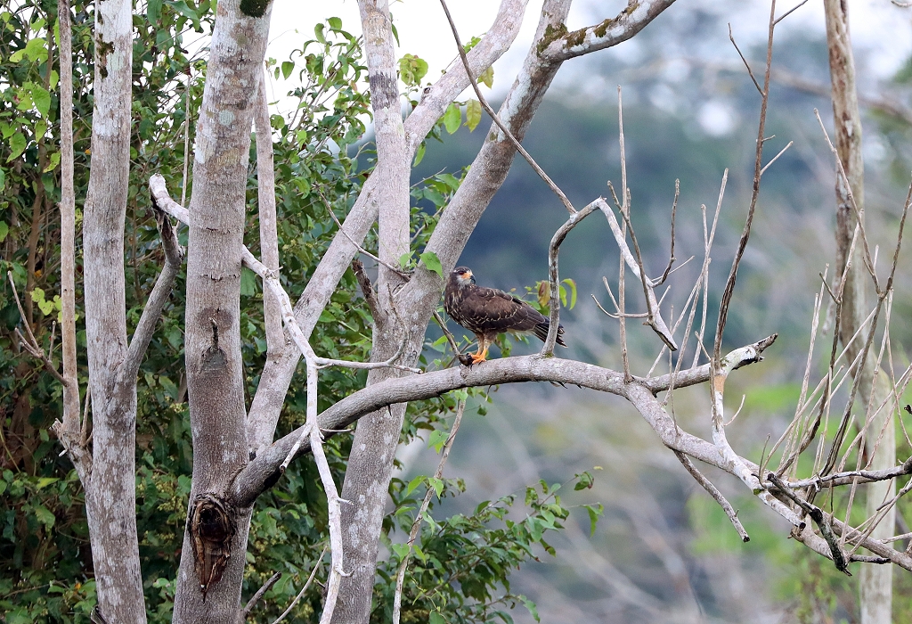 Schneckenbussard&nbsp;(Snail kite, Rostrhamus sociabilis)