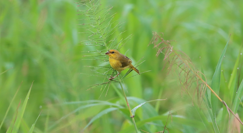 Zwerggilbtangare (Orange-fronted yellow finch, Sicalis columbiana)