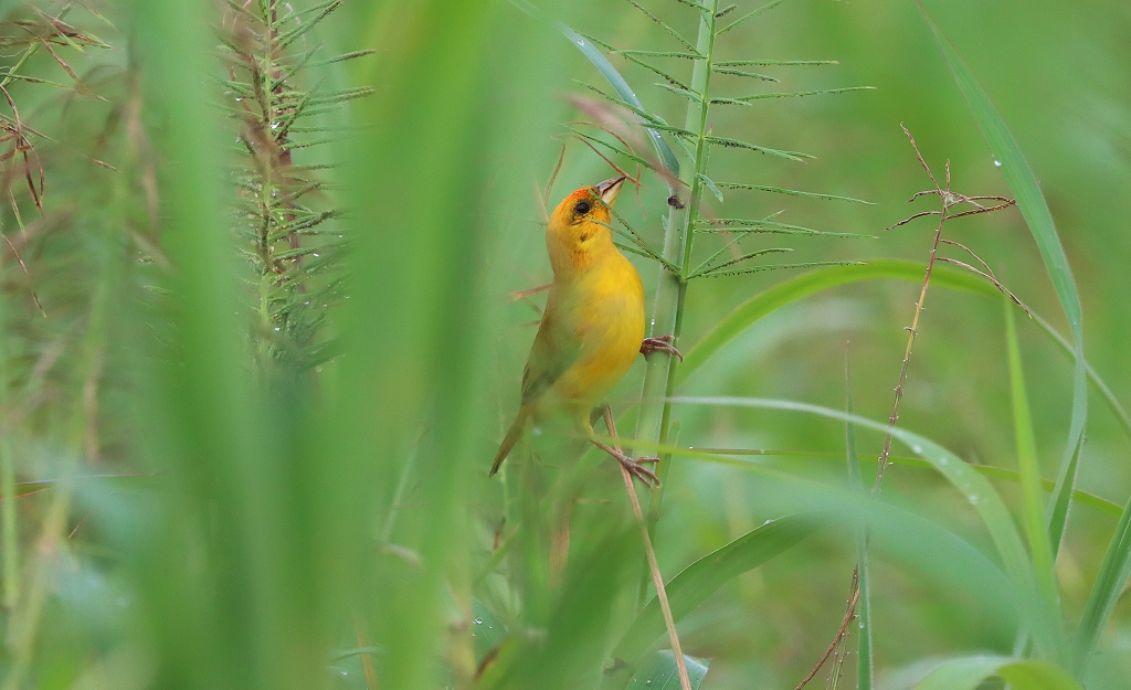 Zwerggilbtangare (Orange-fronted yellow finch, Sicalis columbiana)