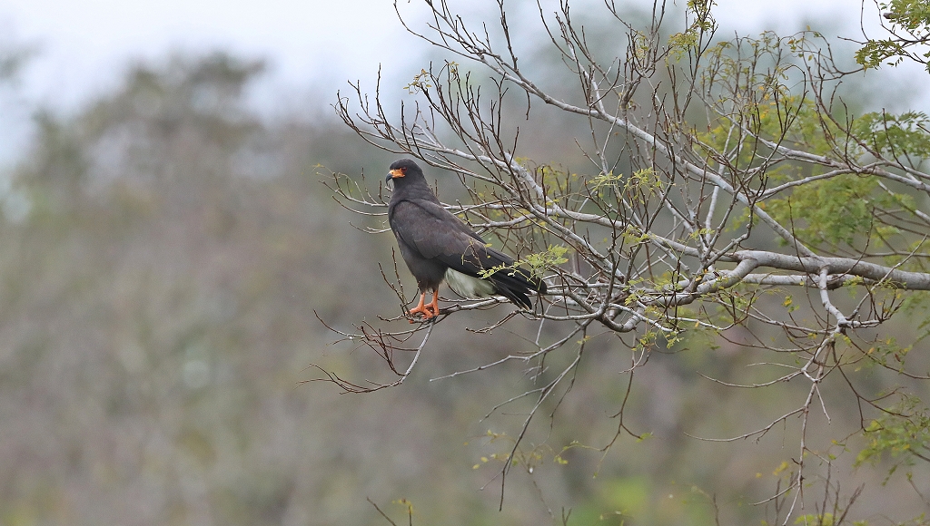Schneckenbussard&nbsp;(Snail kite, Rostrhamus sociabilis)