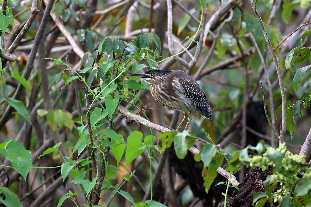 juveniler Nachtreiher