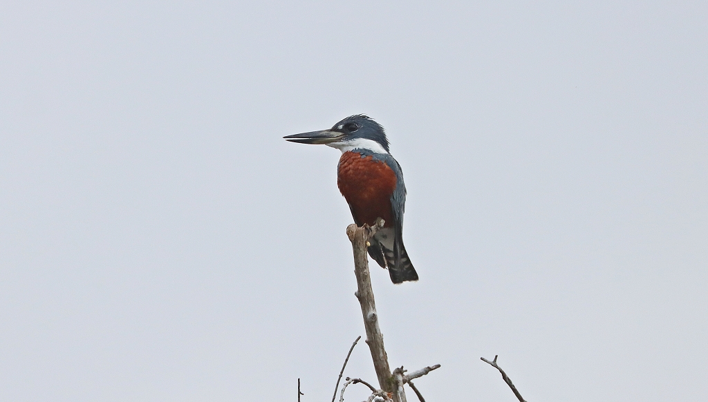 Rotbrustfischer (Ringed kingfisher, Megaceryle torquata)