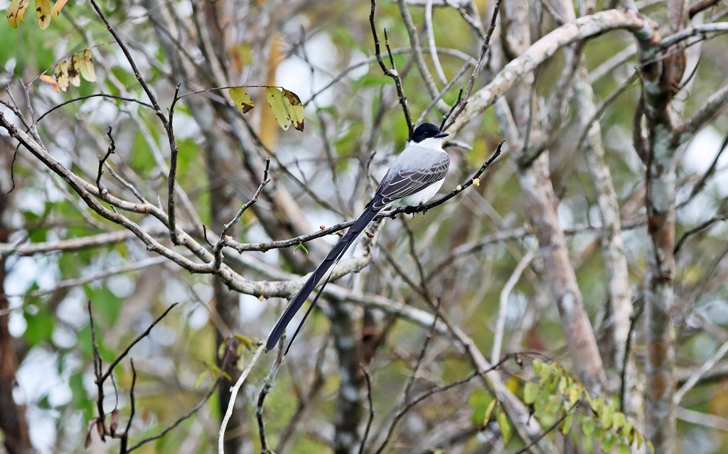 Gabelschwanz-Königstyrann (Fork-tailed flycatcher, Tyrannus savana)