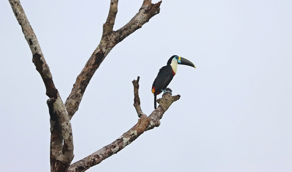 Weißbrusttukan (White-throated toucan, Ramphastos tucanus)