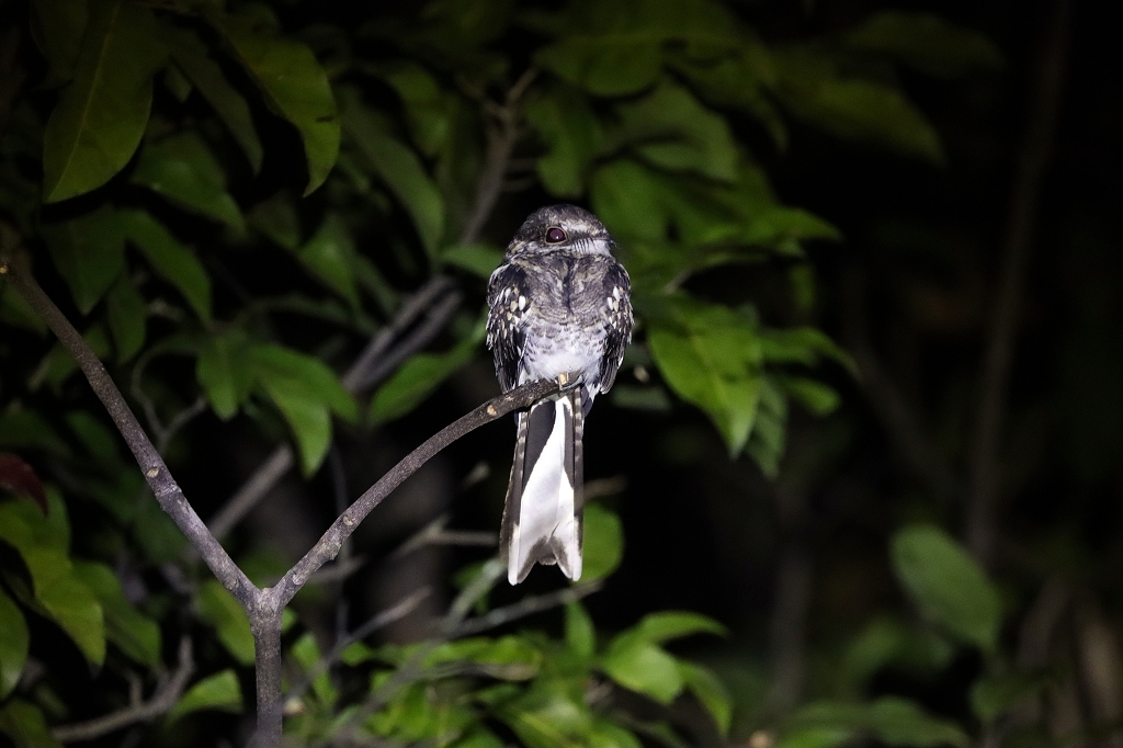 Staffelschwanz-Nachtschwalbe (Ladder-tailed nightjar, Hydropsalis climacocerca)
