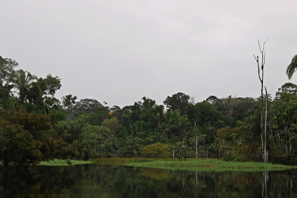 Im Amazonas-Regenwald