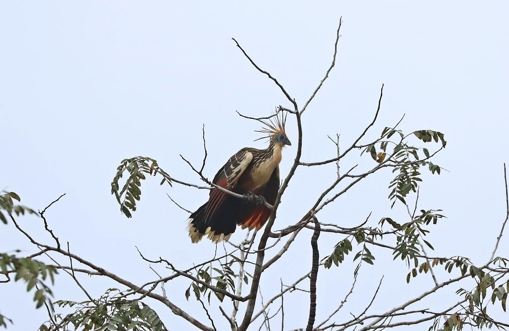 Hoatzin&nbsp;(hoatzin, Opisthocomus hoazin)