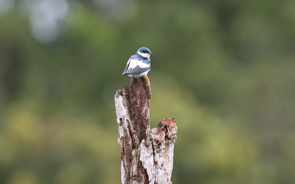 Cayenneschwalbe (White-winged swallow, Tachycineta albiventer)