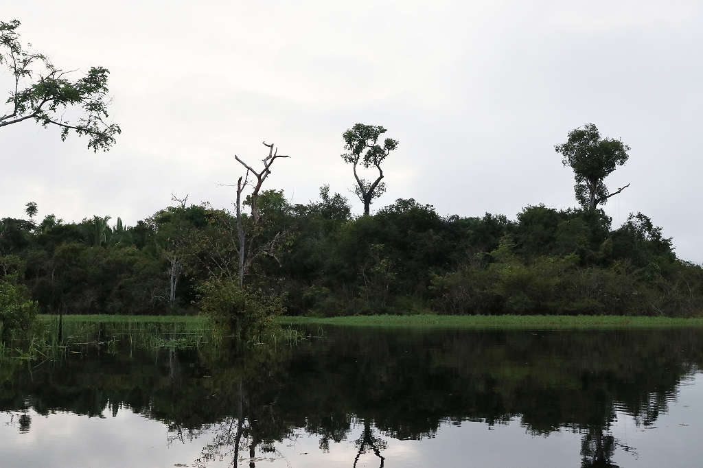 Im Amazonas-Regenwald