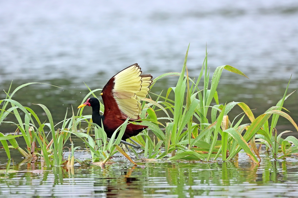 Rotstirn-Blatthühnchen (Wattled jacana, Jacana jacana)