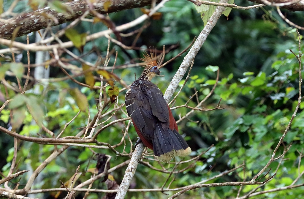 Hoatzin (hoatzin, Opisthocomus hoazin)
