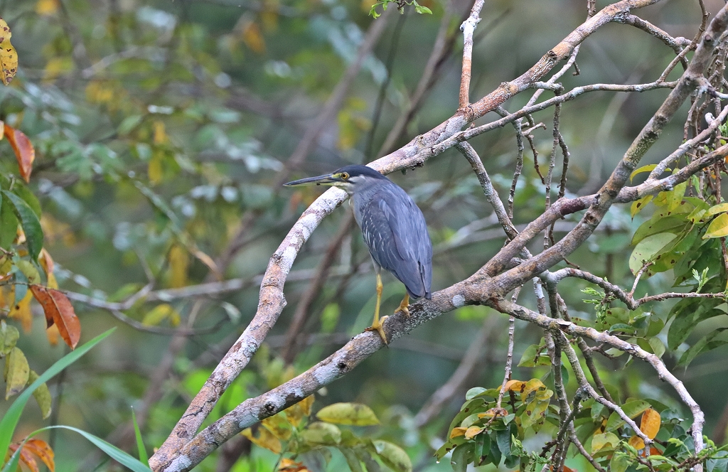 Nachtreiher (Black-crowned night heron, Nycticorax nycticorax)