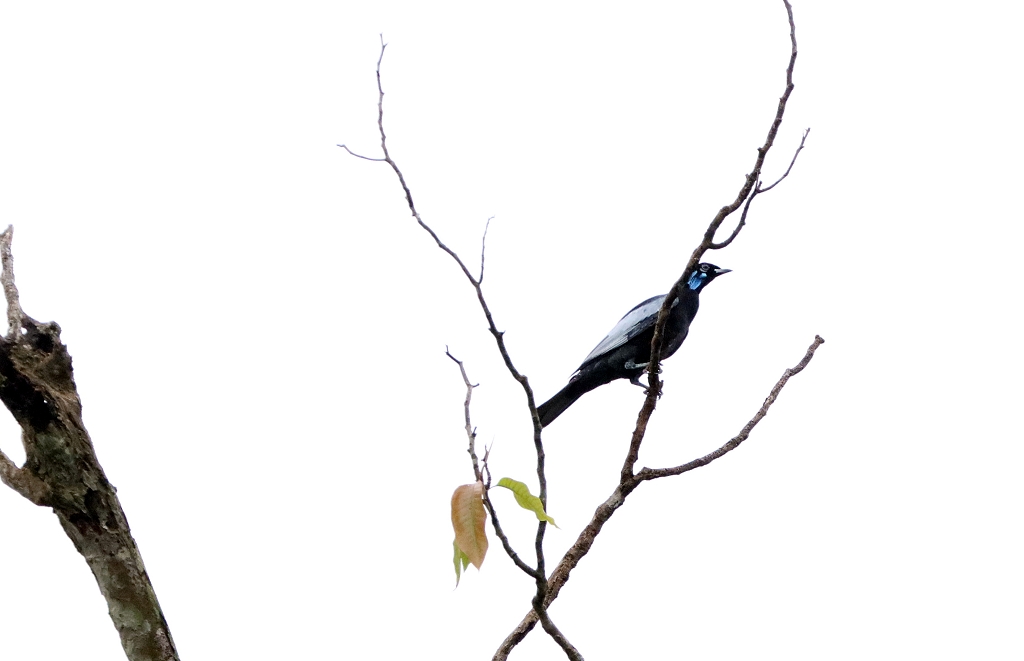 Nackthalskotinga (Bare-necked fruitcrow, Gymnoderus foetidus)