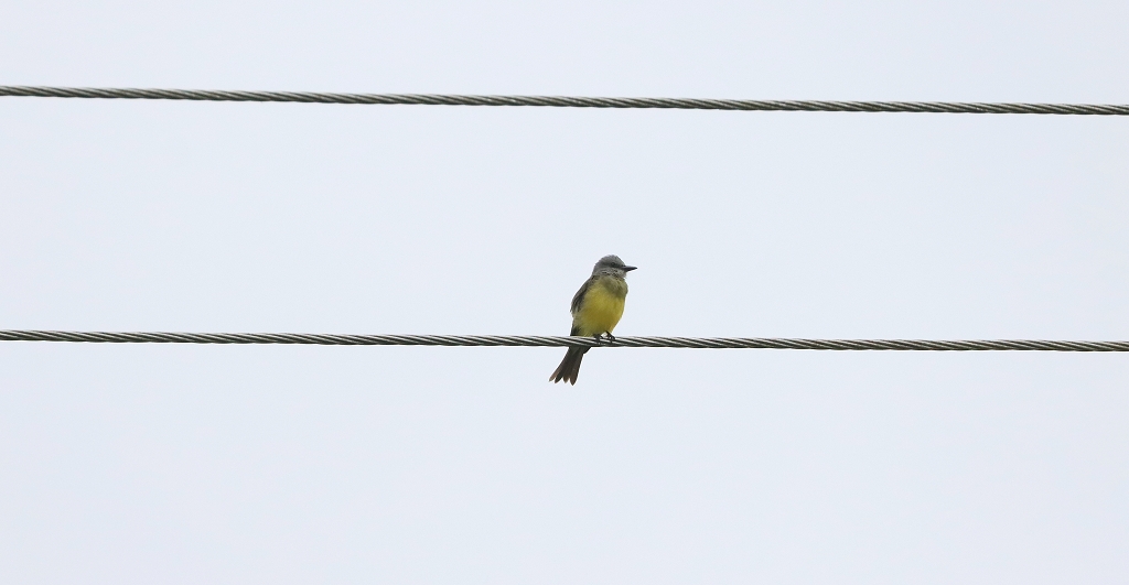 Trauertyrann (Tropical kingbird, Tyrannus melancholicus)