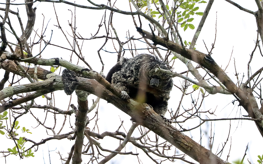 Kahlgesichtiger Saki