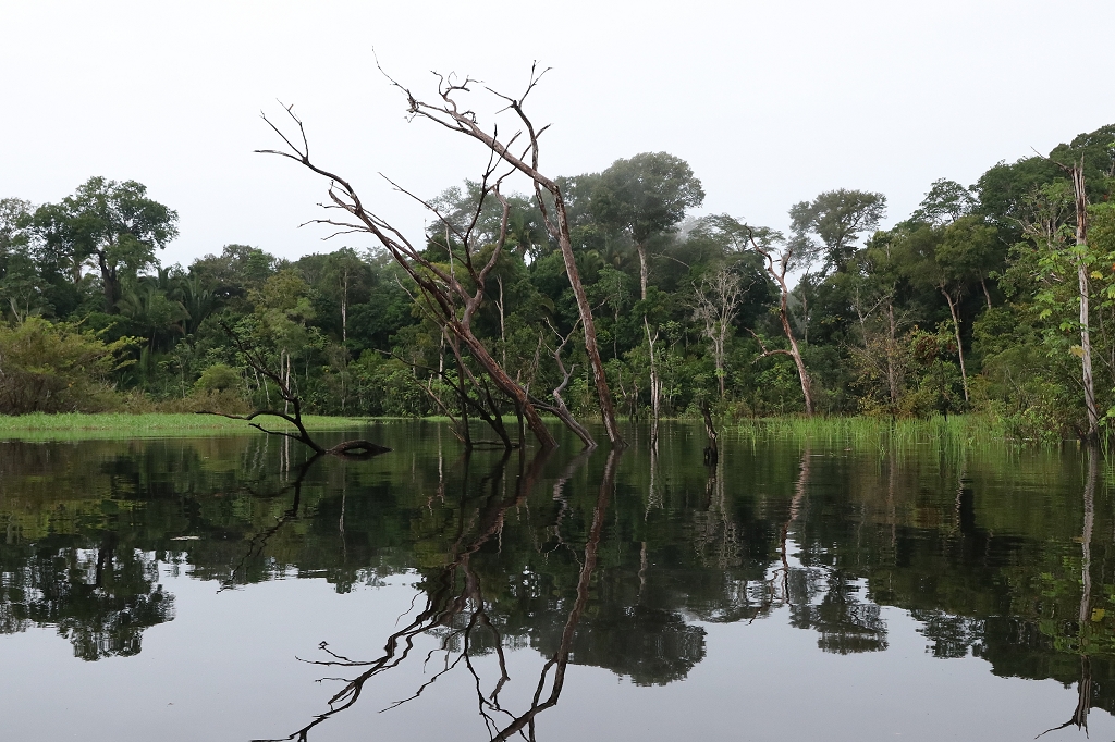 Im Amazonas-Regenwald