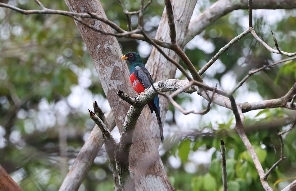 Schwarzschwanztrogon (Black-tailed trogon, Trogon melanurus)