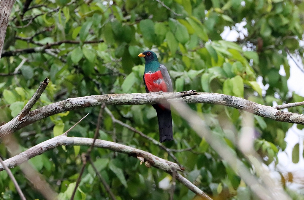 Schwarzschwanztrogon (Black-tailed trogon, Trogon melanurus)