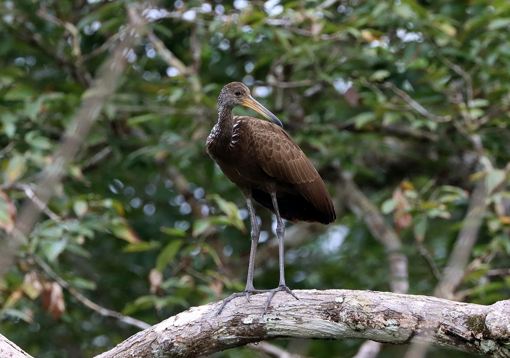 Rallenkranich (Limpkin, Aramus guarauna)
