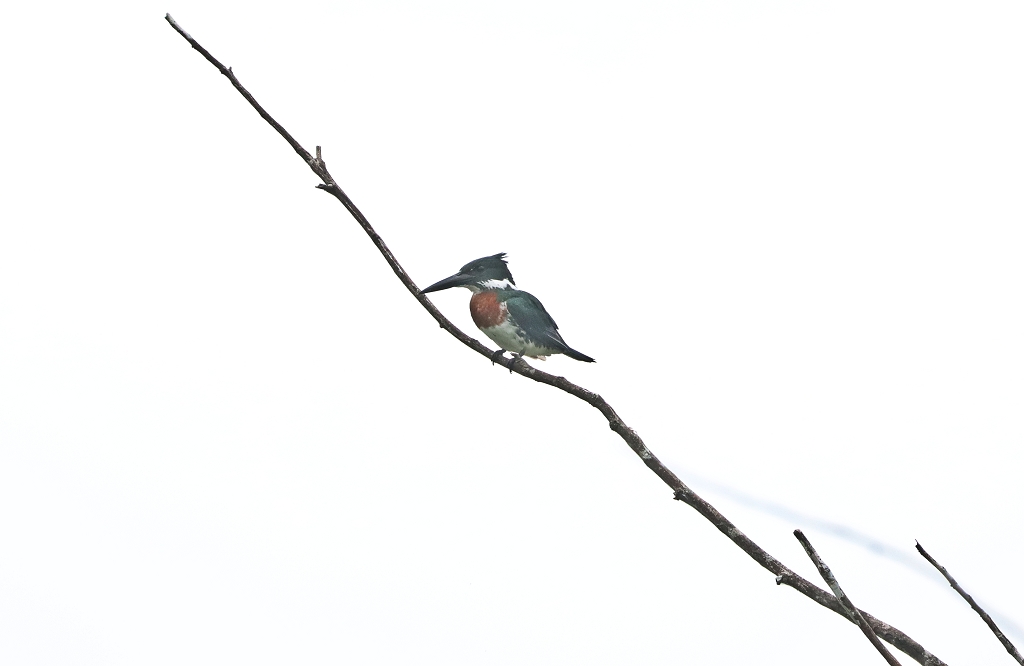 Amazonasfischer (Amazon kingfisher, Chloroceryle amazona)