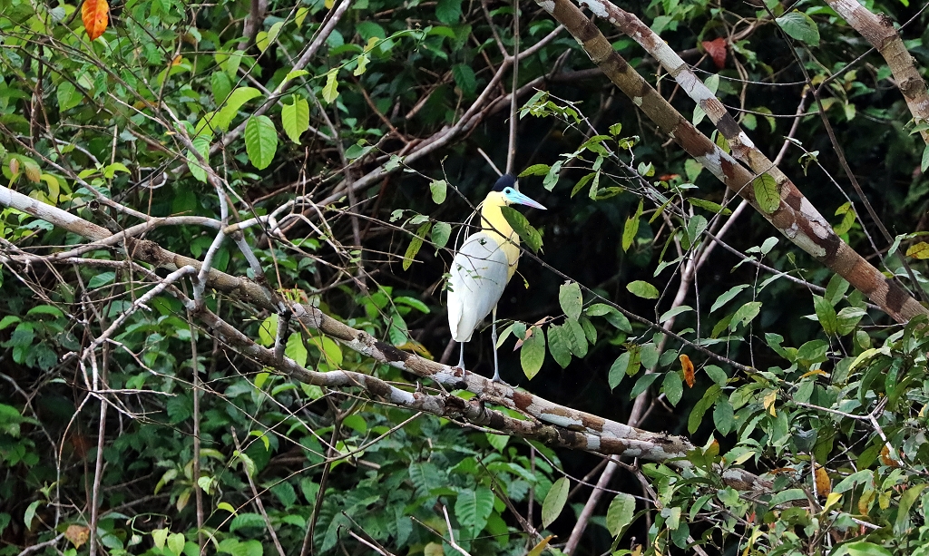 Kappenreiher (Capped heron, Pilherodius pileatus)