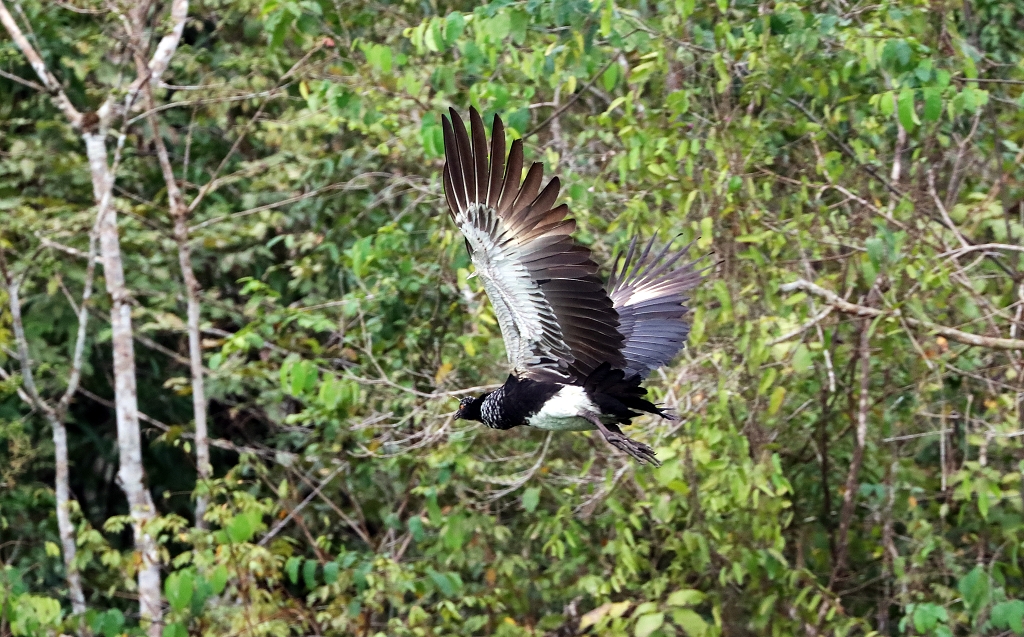 Hornwehrvogel (Horned screamer, Anhima cornuta)