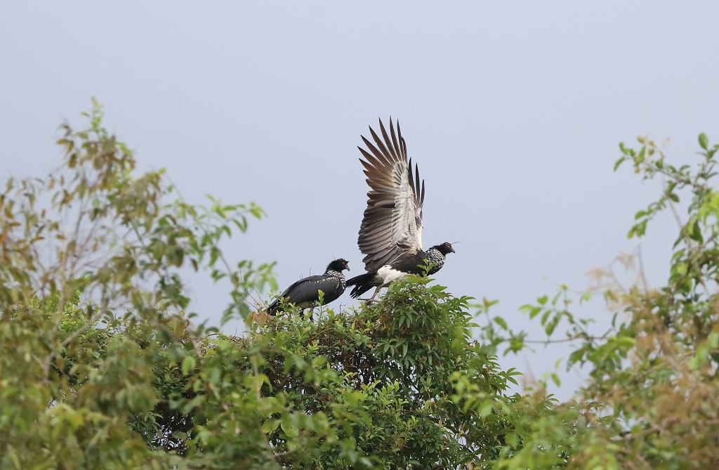 Hornwehrvögel (Horned screamer, Anhima cornuta)