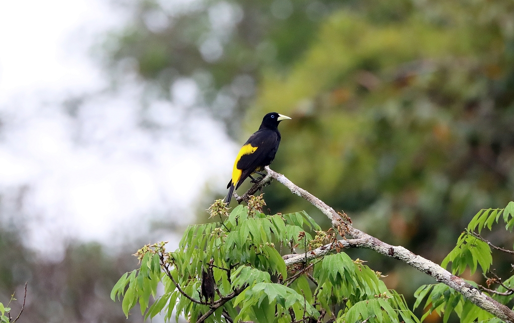 Gelbbürzelkassike oder auch Gelbrücken-Stirnvogel (Yellow-rumped cacique, Cacicus cela)