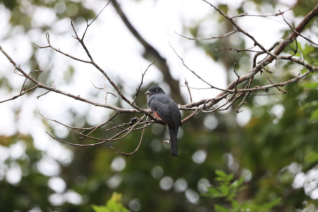 weiblicher Blauscheiteltrogon (Blue-crowned trogon, Trogon curucui)