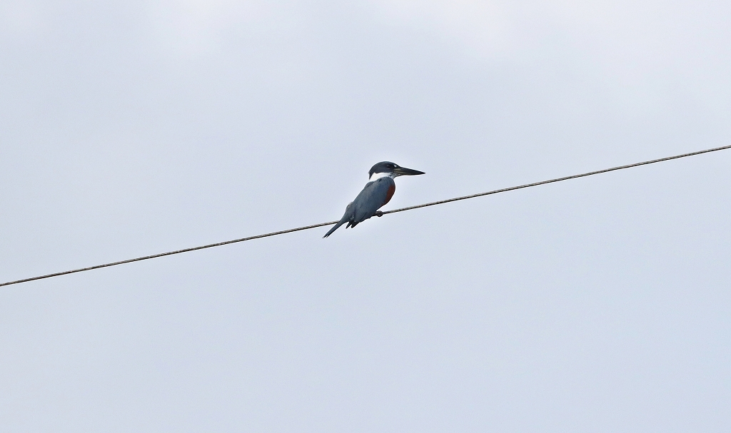 Rotbrustfischer (Ringed kingfisher, Megaceryle torquata)