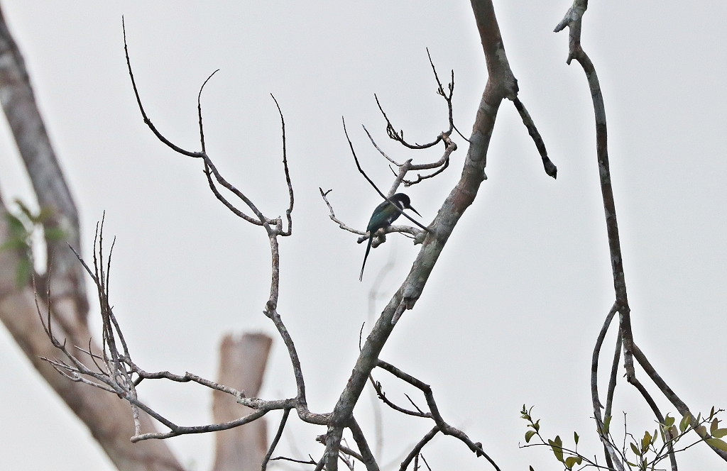 Paradiesglanzvogel (Paradise jacamar, Galbula dea)