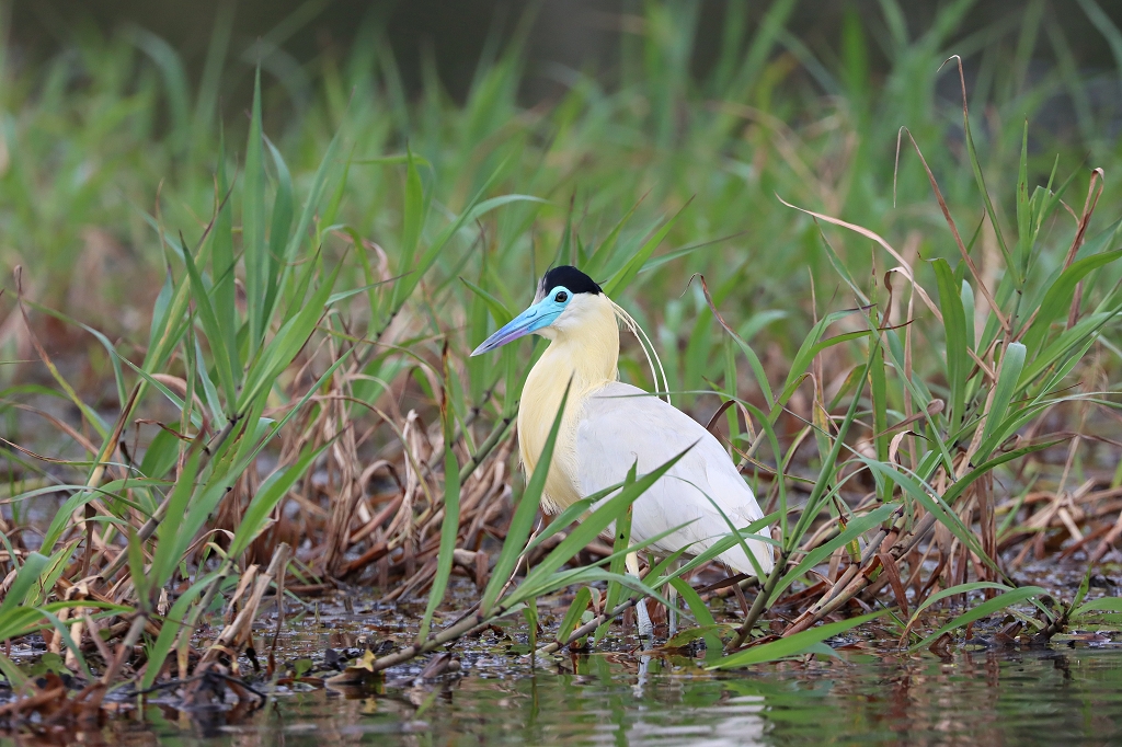 Kappenreiher (Capped heron, Pilherodius pileatus)